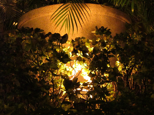 dramatic lighting on pot and plants along makati avenue