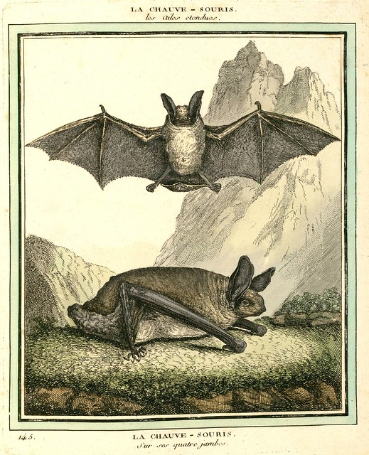 Bat on all-fours