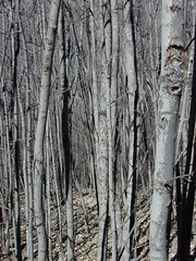 dscn4301-grey-trees