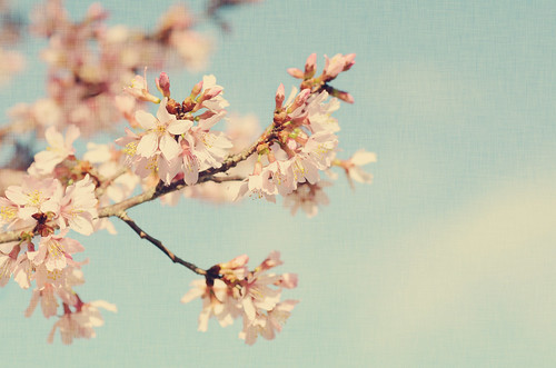 Spring Blooms by Rachel*Nicole
