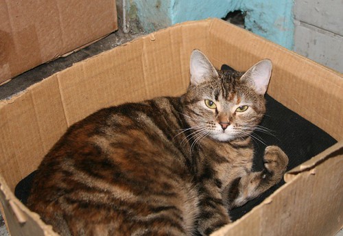 Коробка для родов кошки