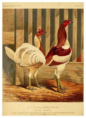 003-The illustrated book of poultry. With practical scheduals…1873-Lewis Wright