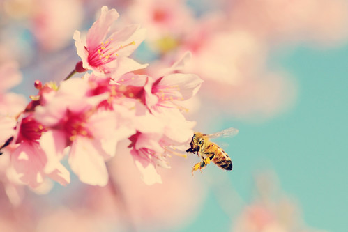 Bee Happy :) by Rachel*Nicole