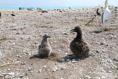 Black-footed Albatross chick and Short-tailed Albatross Chick