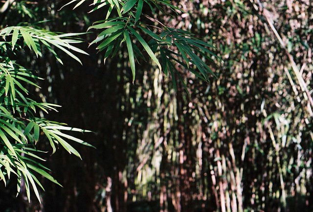 bamboo leaf and stalk