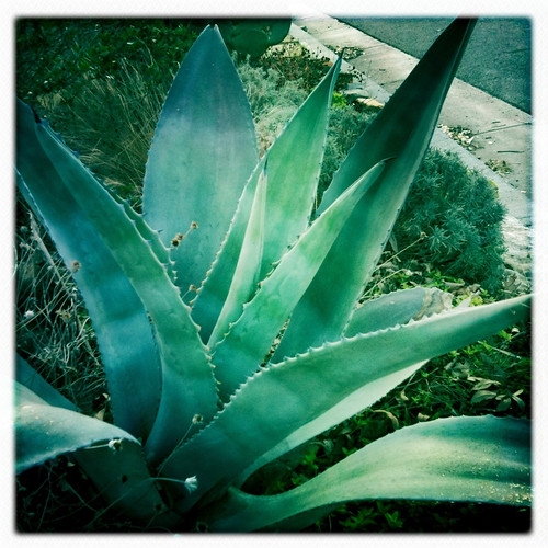 Big Agave in our front bed