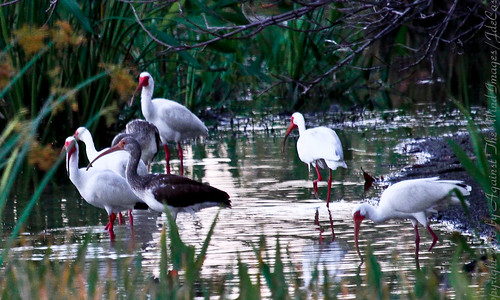 Ibis Rookery-9676 by Against The Wind Images