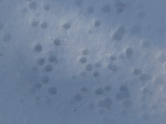 Drops of Water in Snow