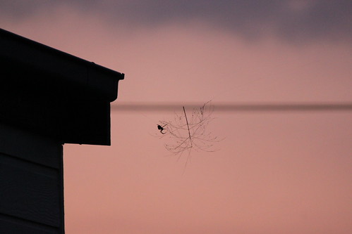 Spider in the sunset