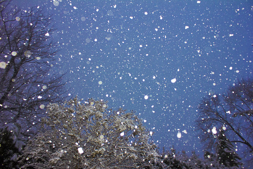 フリー写真素材|自然・風景|雪|樹木|