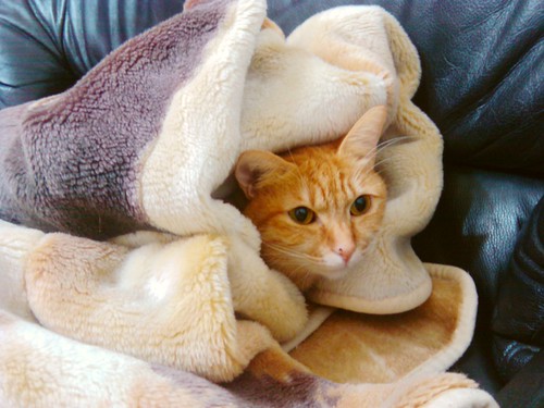 床墊秋刀魚的流浪貓愛毯子