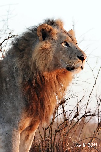 Beautiful Lion Captured