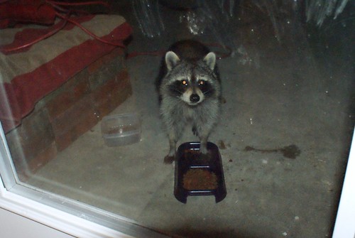 Raccoon visitor