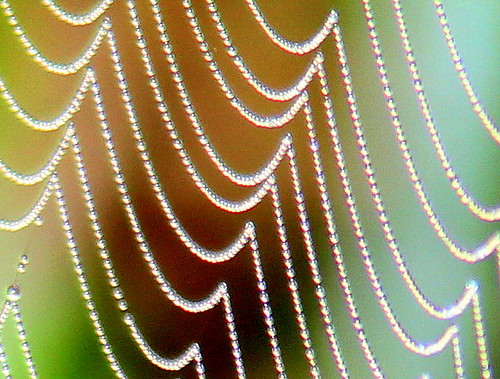Dew beads on silk 20110204