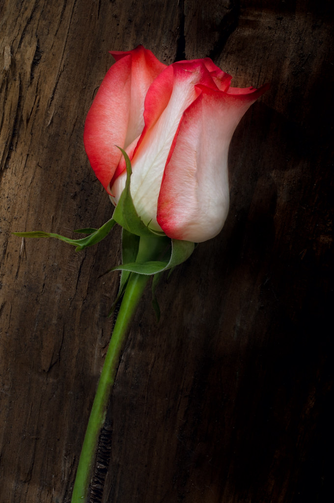 Rose with Wood Background © Harold Davis