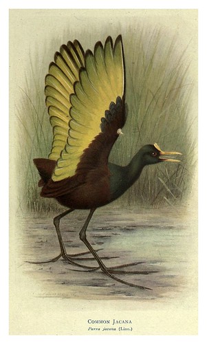 017-Jacana comun-Birds of La Plata 1920- William Henry Hudson 