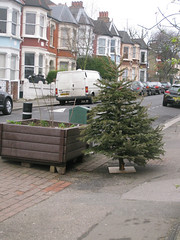Christmas tree spotting competition no4