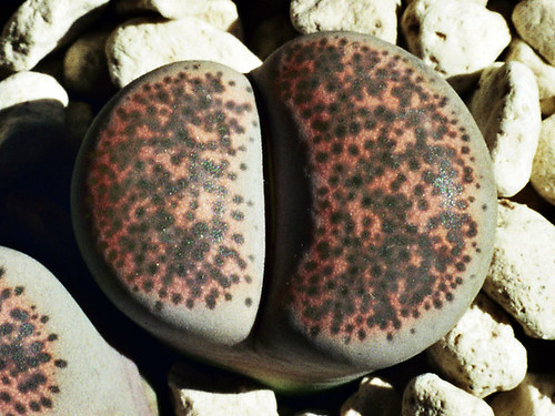 Lithops terricolor 'peersii' by andreas.eils