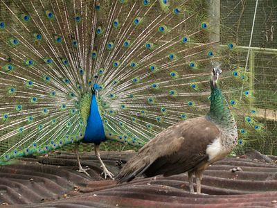 Peacock and peahen
