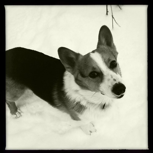 Dogs in the snow, 2 of 4: Bose