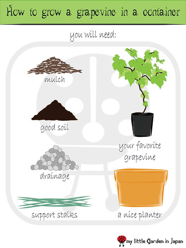 How-to-grow-a-grapevine-in-a-container-1