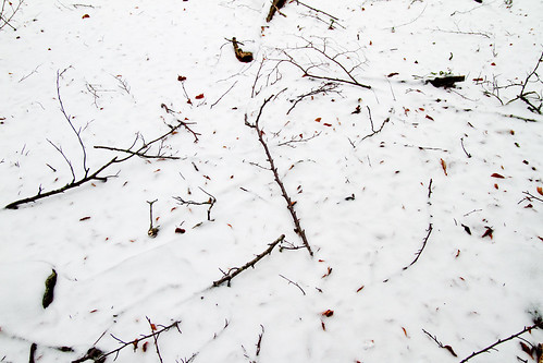 Snow and branches