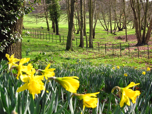 Daffodils in Hampstead Heath