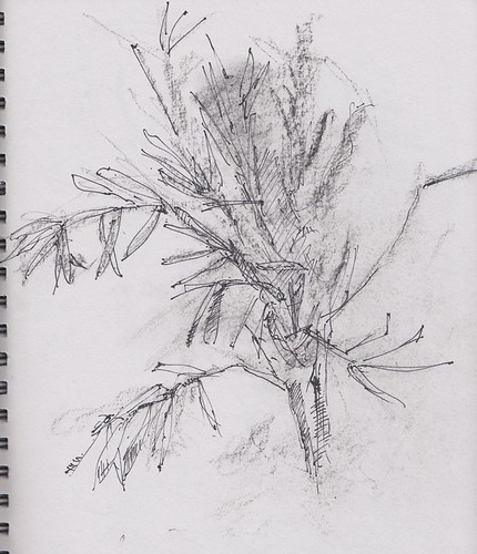 Drawing 25 - Olive branch