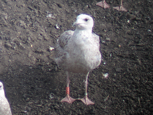 Herring Gull - RED [H522] / white