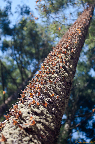 Overwintering Monarchs on a Trunk