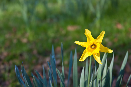 Week 10 - Daffodil