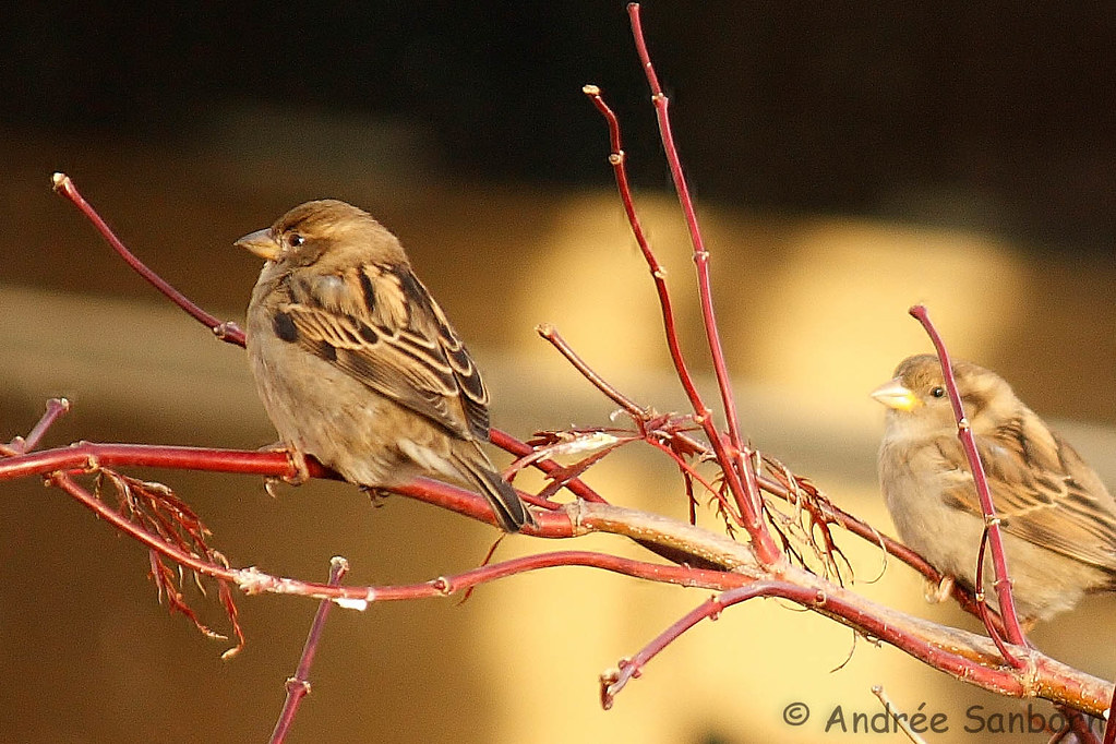 Connecticut sparrows  -21.jpg