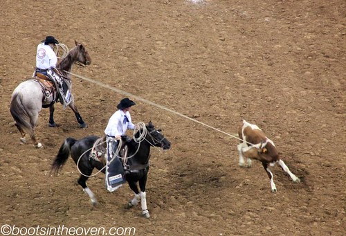 Serious Cow Roping