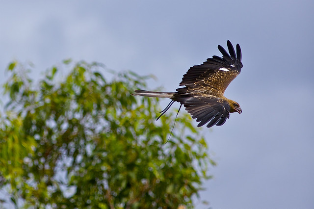 Whistling Kite (raptor)