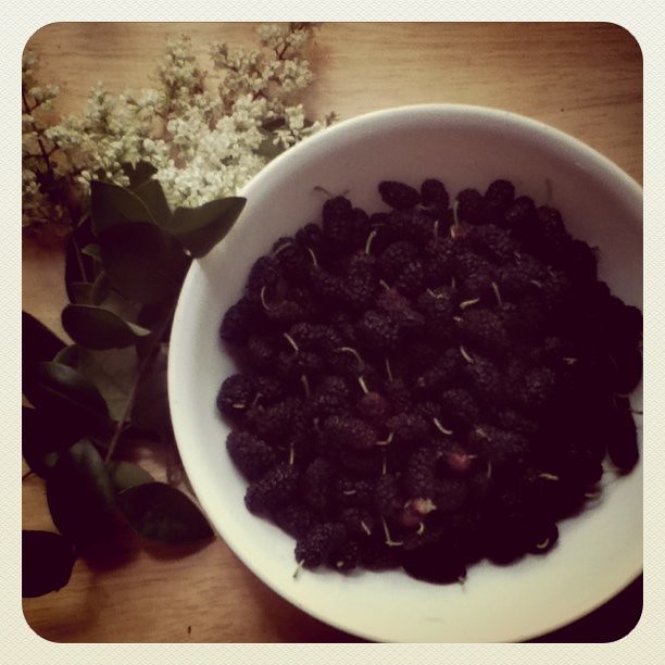 Today's happy discoveries just by the house...flowers and mulberries!