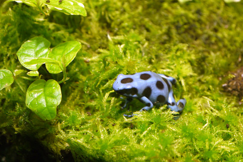 Blue Frog on Green