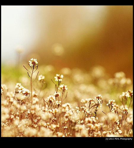 Whitlow-Grass (Draba spp.)