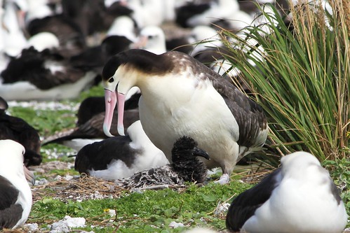 Another image of the Female short-tailed albatross