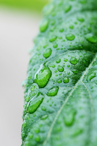 Raindrops on a Green Leaf
