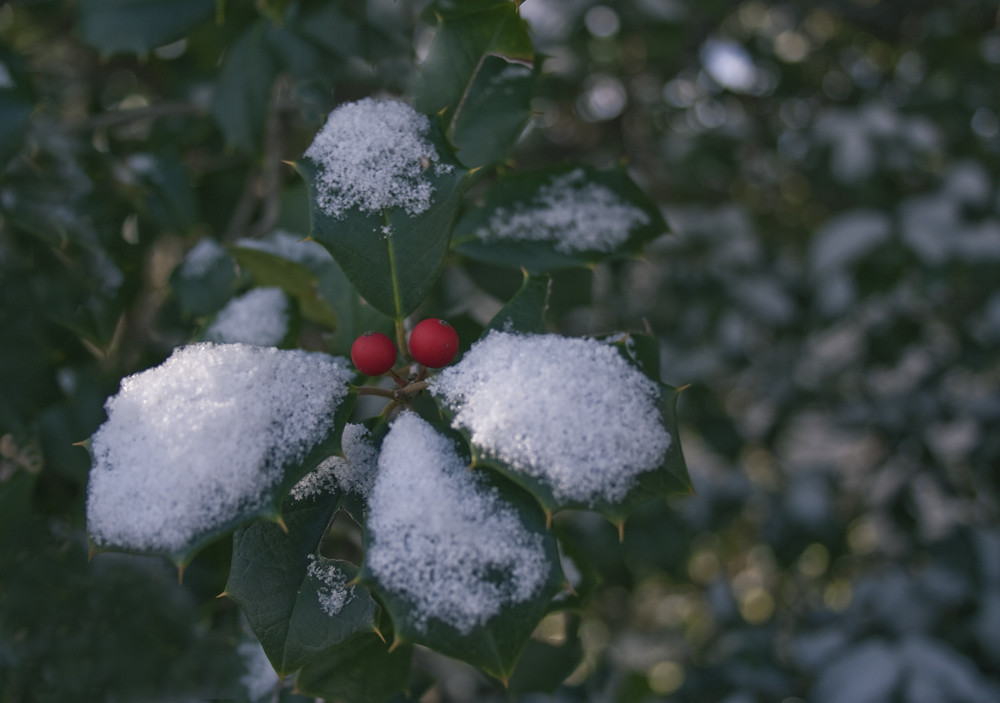 redbean-snowc