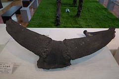 20110121-牛角化石-1