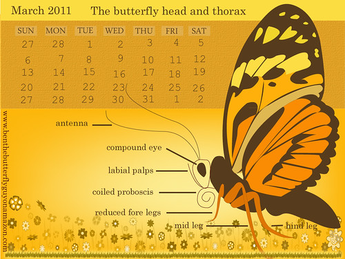 Free-Butterfly-Calendar-March-2011