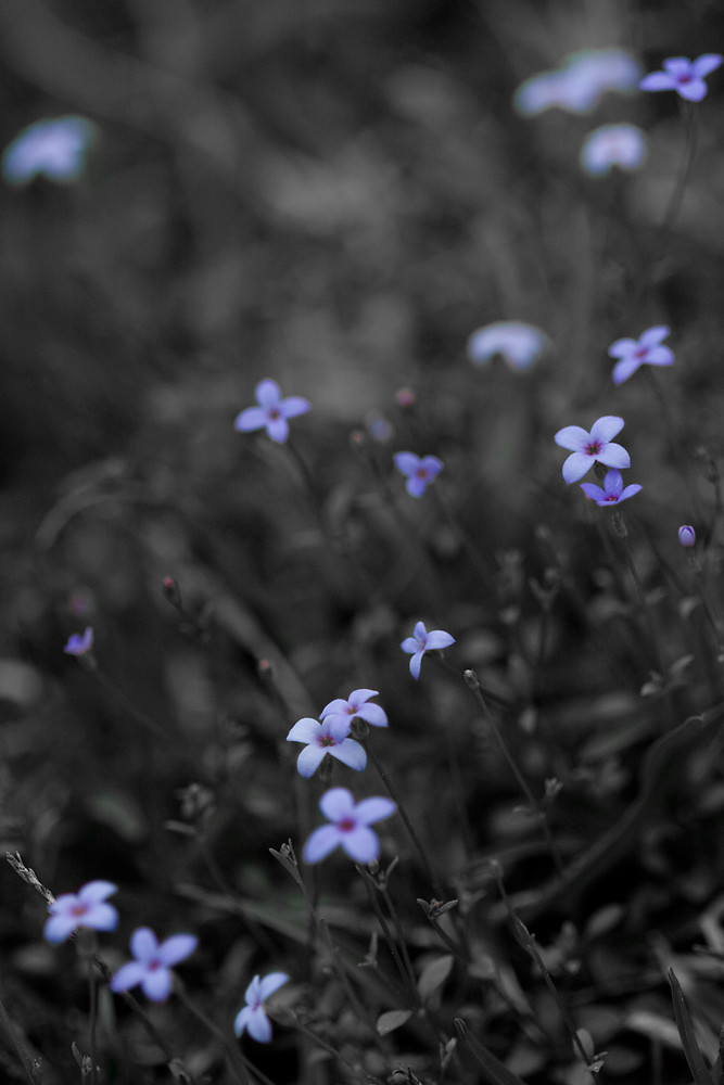 Tiny Blue Wildflowers