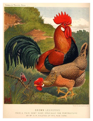 015-The illustrated book of poultry. With practical scheduals…1890-Lewis Wright