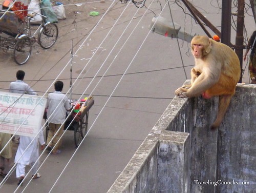 Monkey in Varanasi, India