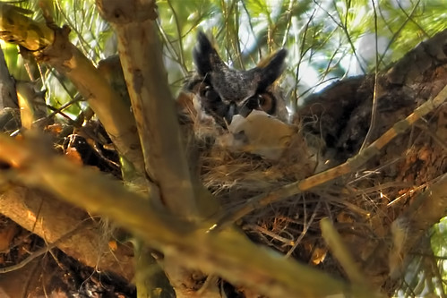 Nesting Great Horned Owl