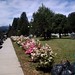 palena, un sendero de flores en la plaza