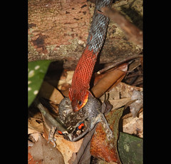 Red Headed Krait (jero 053) Tags: red snake headed krai