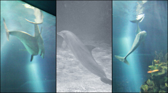 Epcot Living Seas dolphin triptych