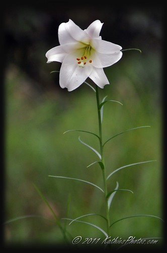 86-365 White Lily